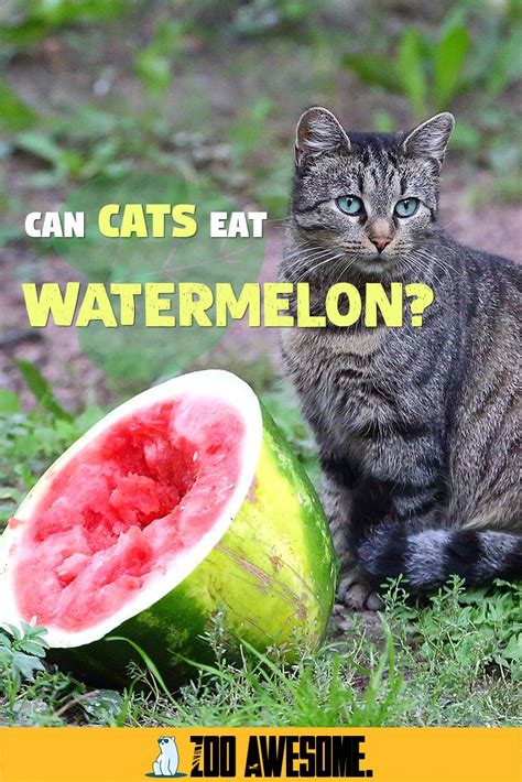 Most cat owners ask this question: Can Cats Eat Watermelon? in 2020 | Cat nutrition, Cat ...