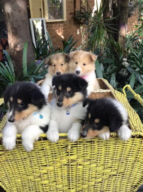 Collie Rough Lassie Puppies