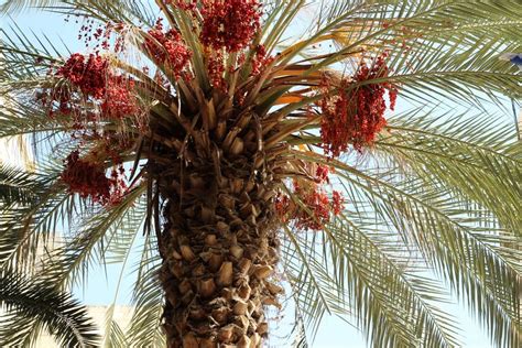 Medjool Date Palm Indoors For Sale Growing Zone Tree Arad Branding