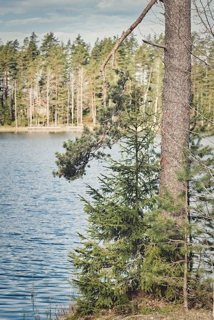 Premium Photo Natural Landscape With Forest Lake And Pine Trees