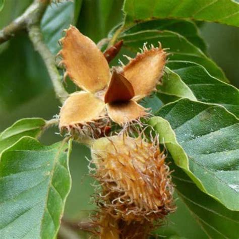 Discover How To Forage For Beech Trees And Edible Nuts Peeled Beech