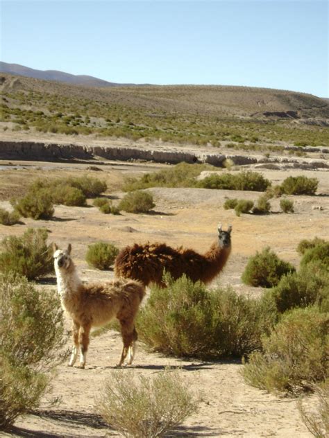 Fotos Gratis Paisaje Naturaleza Pradera Desierto Animal Turista