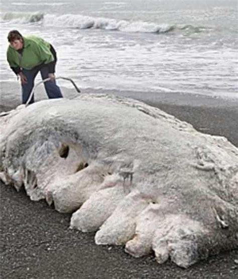 Sea Creature Washed Up On Shore