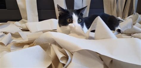 Adorable Video Shows What Happens When A Cat Meets A Room Full Of Toilet Paper