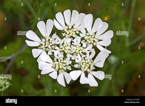 White Laceflower Orlaya Grandiflora Hi Res Stock Photography And Images