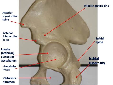 Pelvis Brain Anatomy Hip Bones Surface
