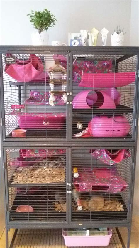 Critter Nation Rat Cage My Cage Setup This Week Sarah Fourgon