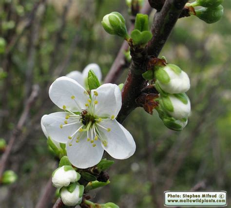 Prunus Insititia Bullace The Online Flora Of The Maltese Islands