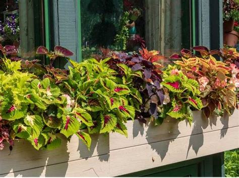 Some are grown strictly as flowers, some for their leaves, and others for use as grain. Top 10 Flowers for Window Boxes in Shade ...