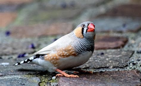 Zebra Finch Traits History Food And Care Guide With Pictures