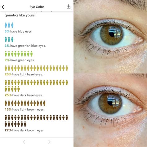 Best Eye Color Chart Genetics Images In Eye Color Chart Eye