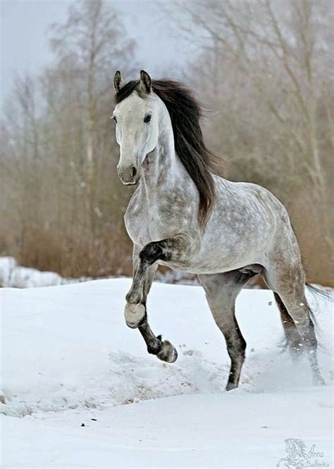 Dapple Grey Horse With Dark Mane Running In The Snow Most Beautiful