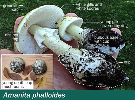 Highly Poisonous Death Cap Mushroom Identified In Boise Idaho