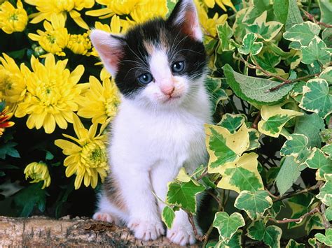 Sweet Kitten Among Garden Flower Garden Cat Kitten Baby Daisy