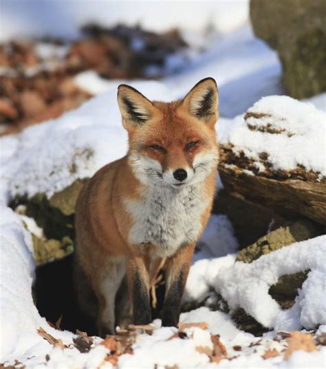 Red Foxes Everything You Need To Know About Red Foxes （2018） Pest Wiki