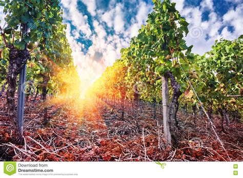 Landscape With Autumn Vineyards And Organic Grape At Sunset Stock Photo