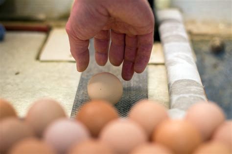 chep the canadian hatching egg producers