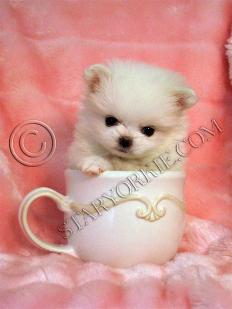 Pomeranian Puppy Coconut 4 Available Puppiesteacup York Flickr