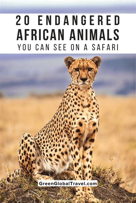 Conservation efforts in south africa have been successful in. 20 Endangered African Animals You Can See On A Safari in 2020 | African animals, Wild animals in ...