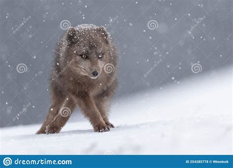 Scenic Shot Of An Arctic Fox Prowling The Snowfield In Hornstrandir