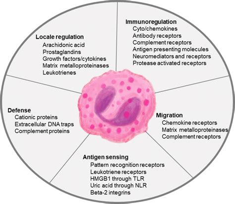 Eosinophil Diagram