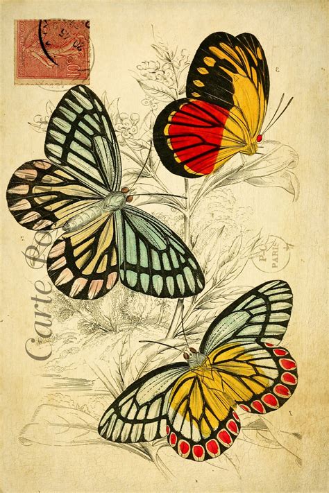 Butterflies Vintage Postcard Butterfly Art Butterfly Illustration
