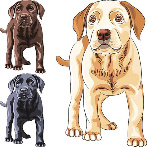Royalty Free Labrador Retriever Clip Art Vector Images And Illustrations