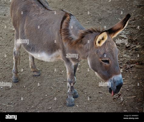 Small Burro Donkey Or Jackass Stock Photo Alamy