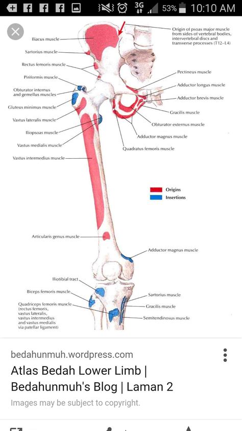 Hip Muscle I And O Gross Anatomy Piriformis Muscle Anatomy