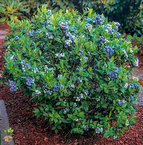 Premier Rabbiteye Blueberry Bush On Sale Flowergardening Blueberry