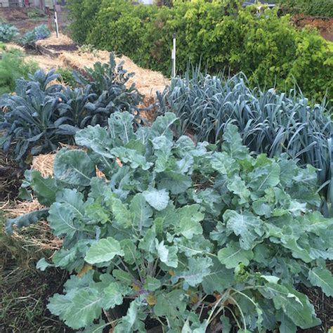You'll need pots of sufficient size with adequate drainage. Top Ten Winter Vegetables For Your Home Garden — Portland ...