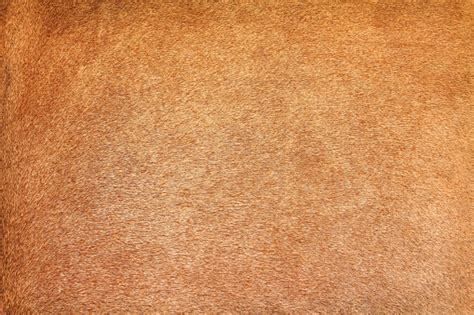 Brown Cow Fur Texture Abstract Animal Skin Patterns Background Stock