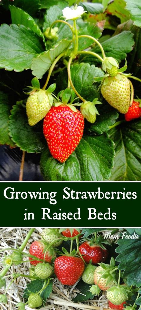 If the raised bed is tall, for example two feet (60 cm), fill it first with branches and straw, followed with a layer of aged manure. Growing Strawberries in Raised Beds - tips for a ...