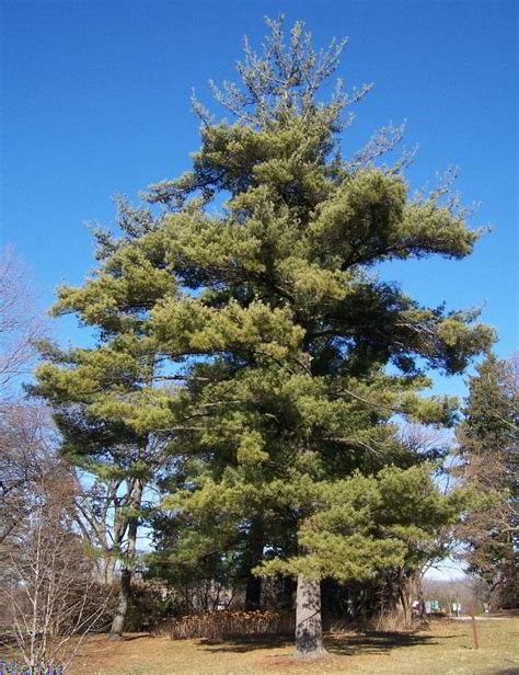 Eastern White Pine Tree Pinus Strobus North American Insects And Spiders
