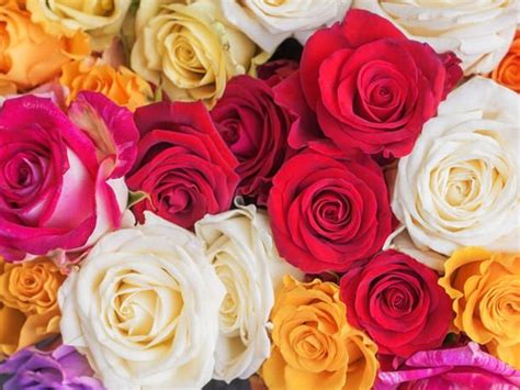 Generell Gelten Rosen Vor Allem Als Zeichen Von Weiblichkeit Schönheit