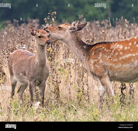 Female Sika Deer Doe Cervus Nippon Shows Affection To Juvenile Fawn