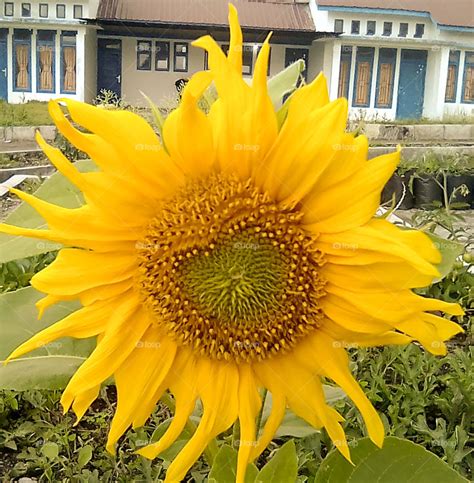 Tanaman bunga matahari adalah genus tanaman yang terdiri dari sekitar 70 spesies dalam keluarga asteraceae, berasal dari. 13+ Bunga Matahari Foto - Galeri Bunga HD