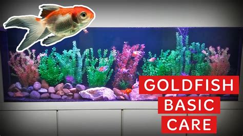 How To Set Up Your First Goldfish Tank Youtube