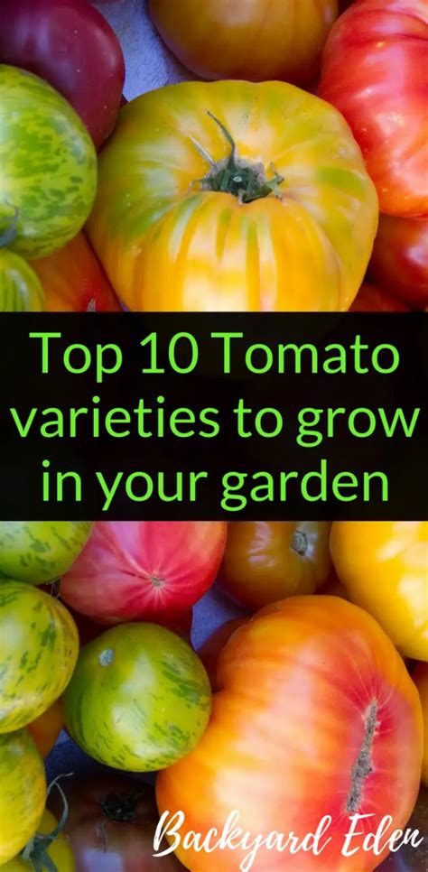 Top 10 Tomato Varieties To Grow In Your Garden Backyard Eden