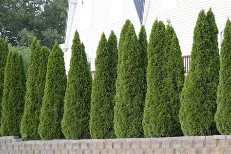 10 Fast Growing Evergreen Trees For Privacy Garden Down South