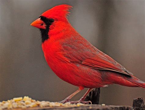 Northern Cardinal Beautiful Birds Bird Northern Cardinal