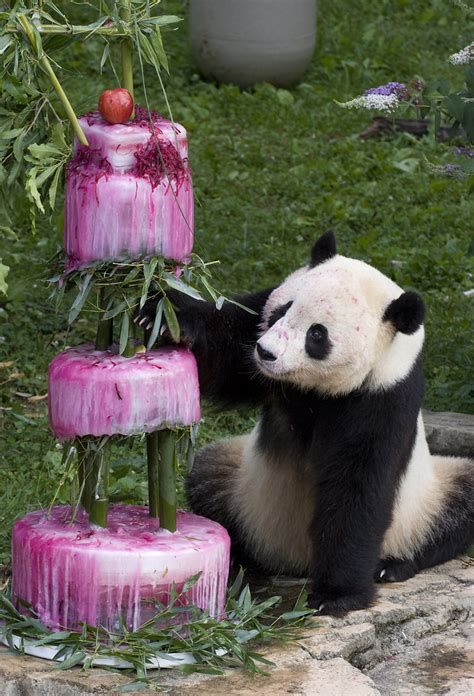 Smithsonians National Zoos Giant Panda Turns Four Flickr