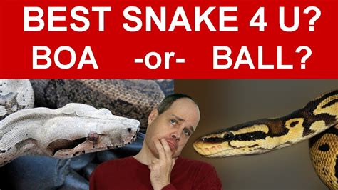 Boa Constrictor Vs Ball Python Which Is The Best Pet Snake For You