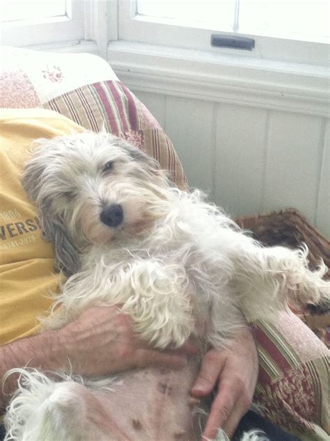 Our relaxed snugly PBGV pup is settling in to her new fur ever home🐶🐶