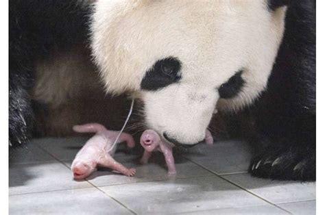 Giant Panda Gives Birth To Squirming Squealing Healthy Twin Girls At