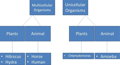 Organisms that are composed of many cells are multicellular. Multicellular and unicellular cells - Science Info King