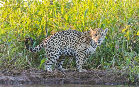 Jaguar Wild Cat Cub Wallpapers Hd Desktop And Mobile Backgrounds