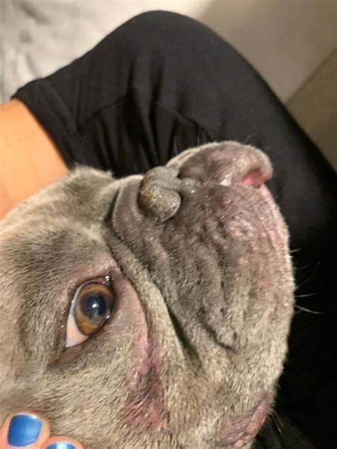 My French Bulldog Has Swelling On His Face Wrinkles