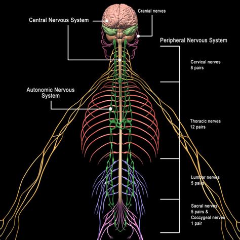 3d Model Human Anatomy Nervous Systems Skeleton Anatomy And Nervous