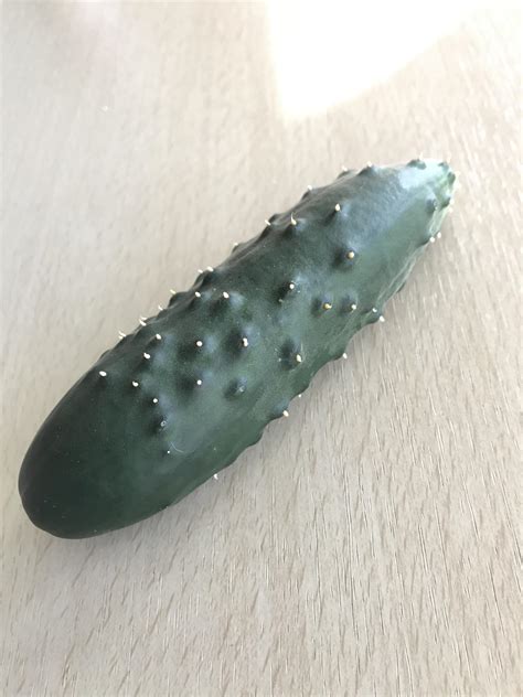 This Prickly Cucumber Grown In My Garden Rmildlyinteresting